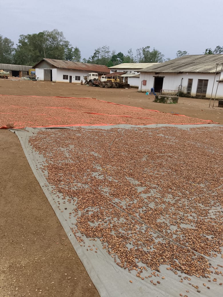 Cacao sec