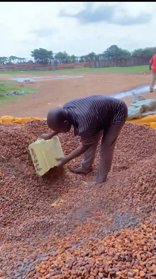 Cacao de qualité